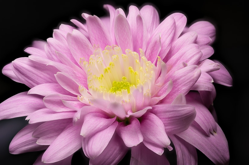 Pink flower macro photograph