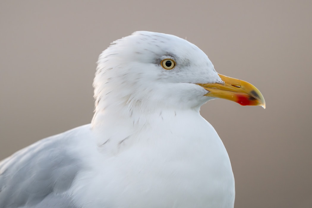 A seagul with a blurred background shot with the Nikon Z 180-600mm lens
